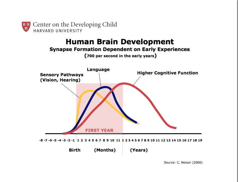 The period of most rapid synaptic development is the earliest years of life.